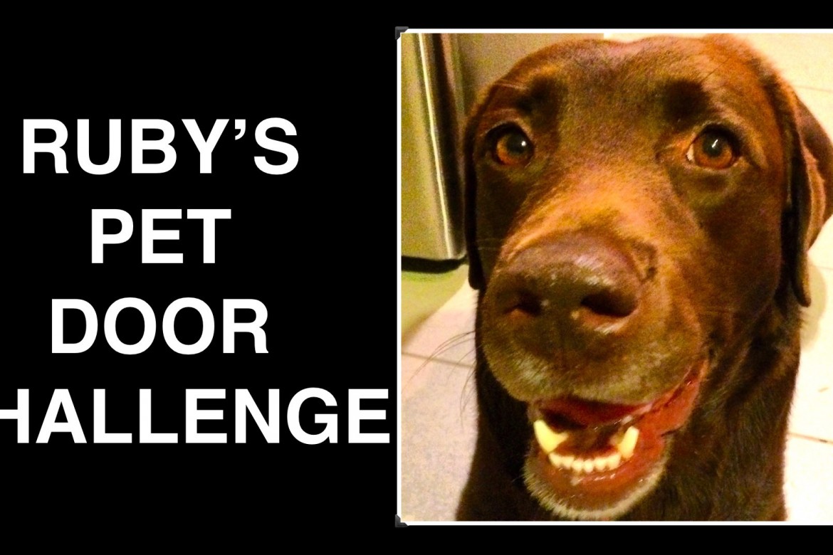 RUBY'S PET DOOR CHALLENGE3.001