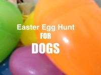 Easter Egg Hunt for Dogs.001